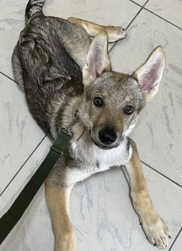 Dog Photo