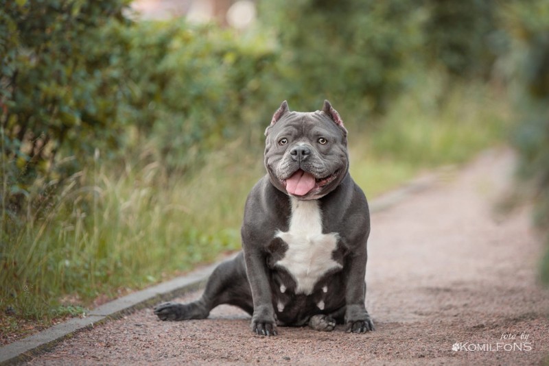 Dog Photo