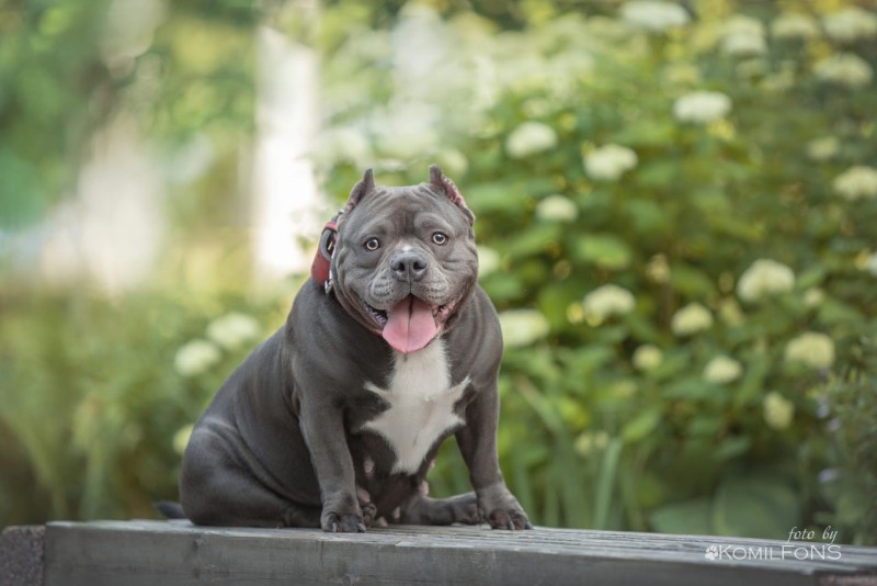 Dog Photo