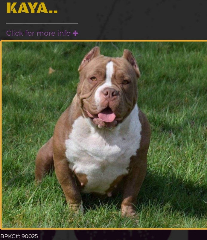 Dog Photo