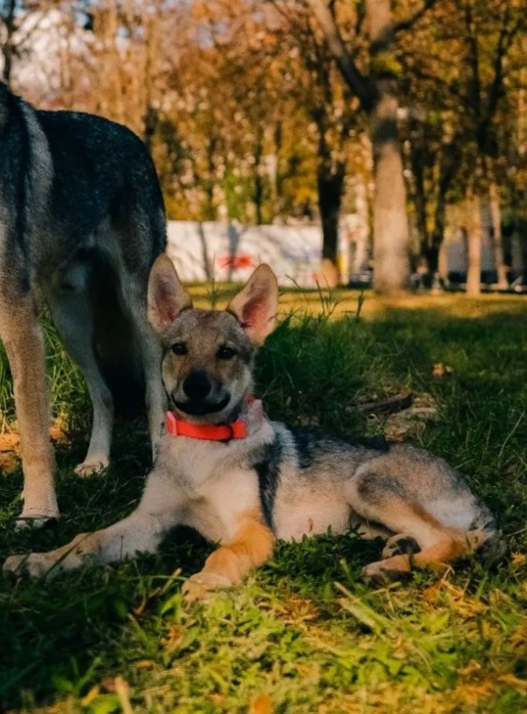 Dog Photo