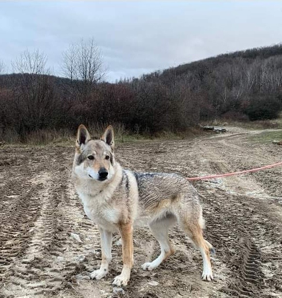 Dog Photo