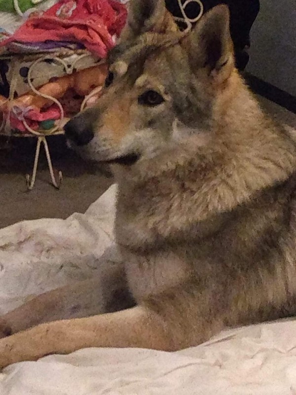 Dog Photo