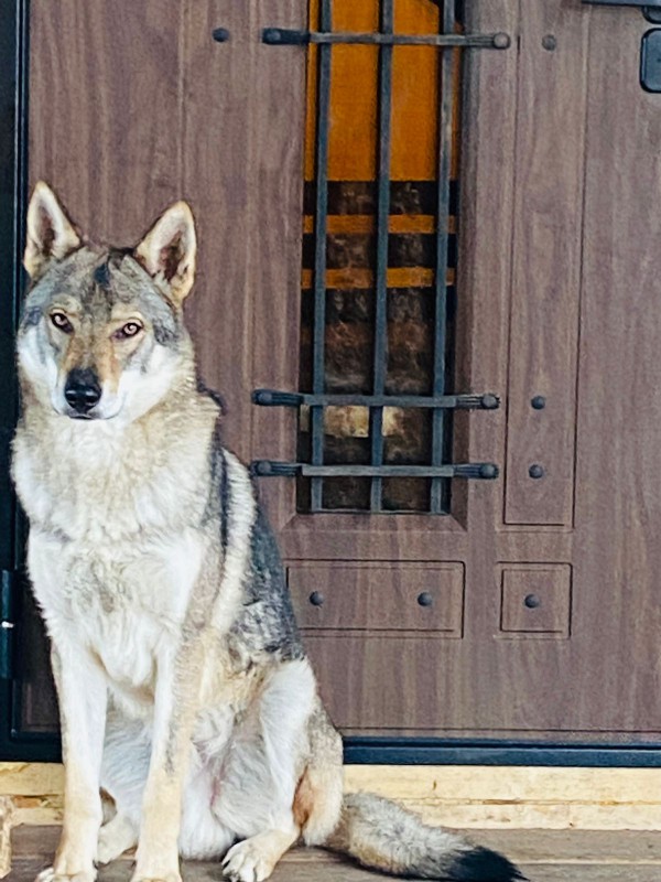 Dog Photo