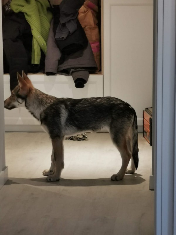 Dog Photo