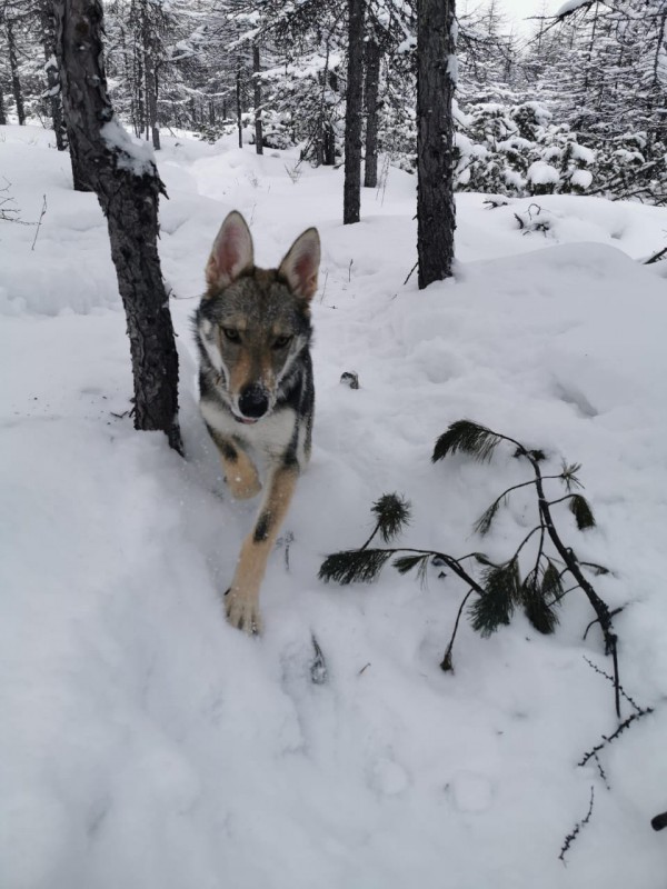 Dog Photo