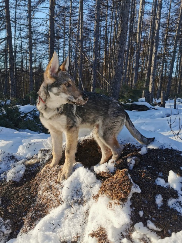 Dog Photo