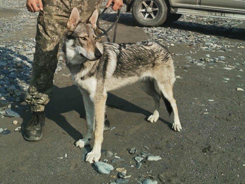 Dog Photo