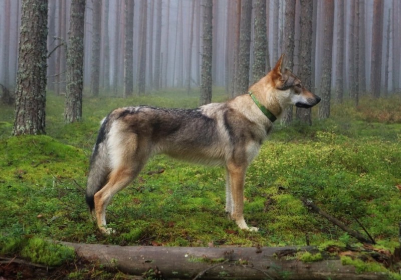 Dog Photo