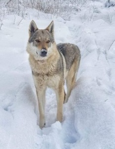 Dog Photo