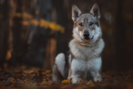 Dog Photo