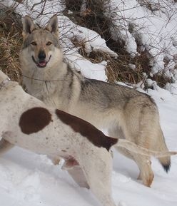 Dog Photo