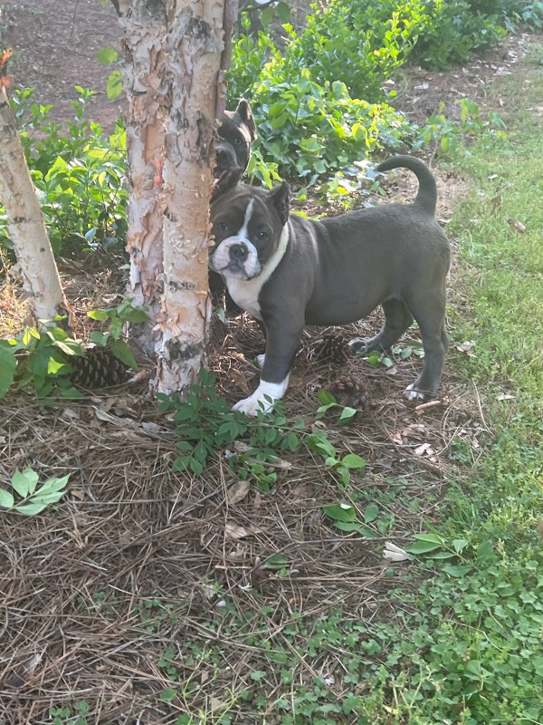 Dog Photo
