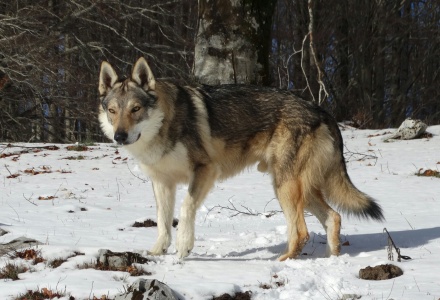 Dog Photo
