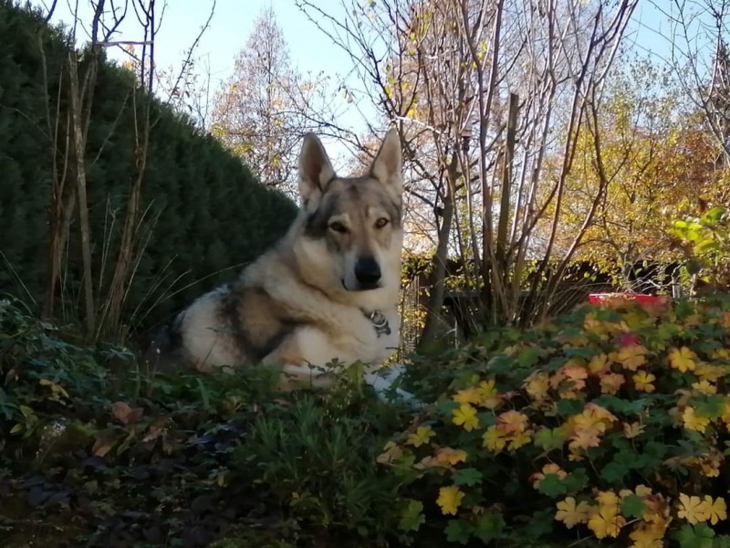 Dog Photo
