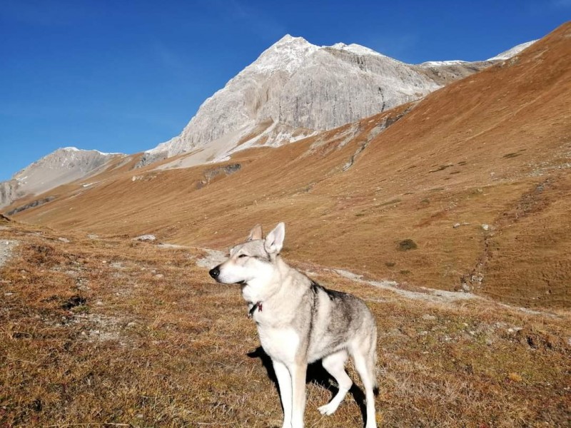 Dog Photo