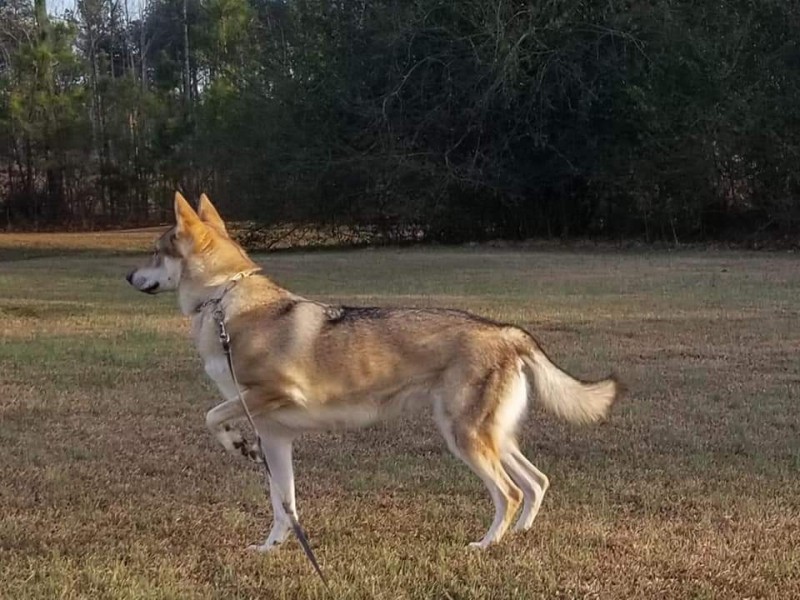 Dog Photo