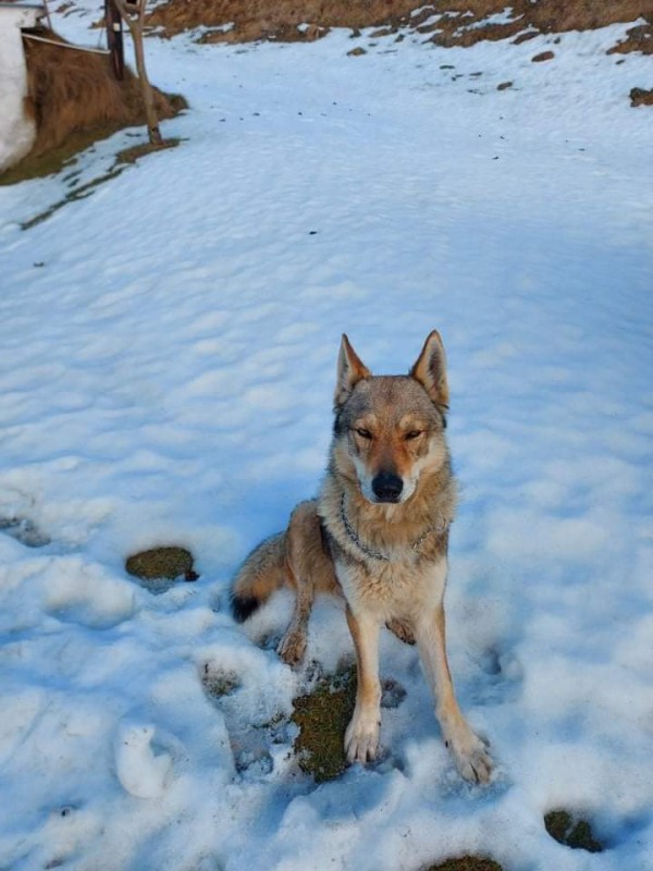 Dog Photo