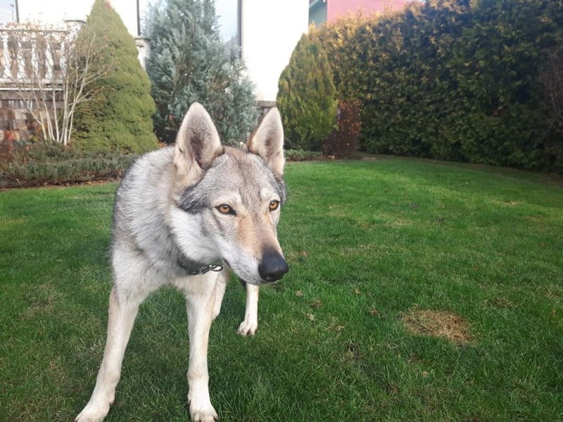 Dog Photo