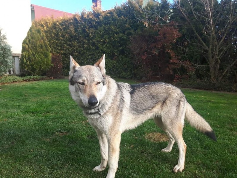 Dog Photo