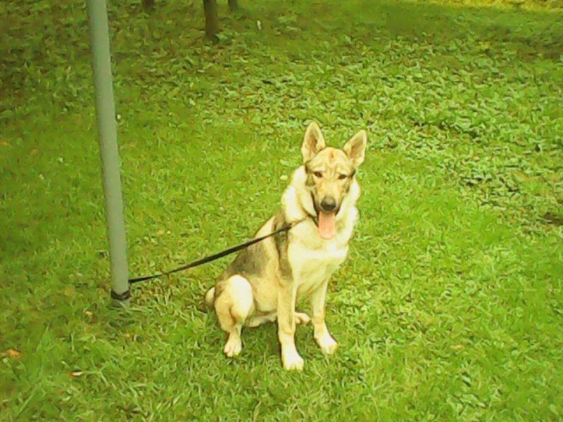 Dog Photo