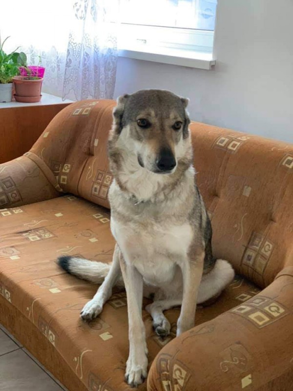 Dog Photo