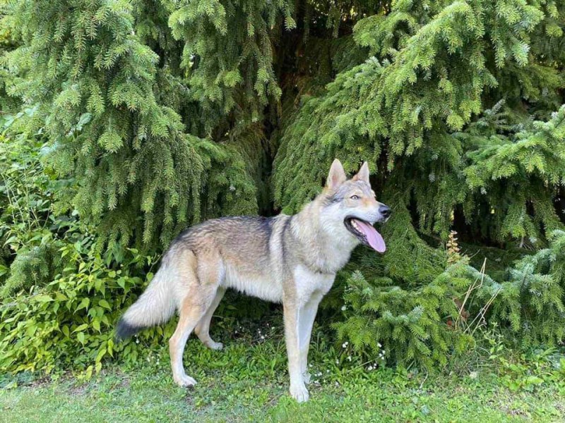 Dog Photo