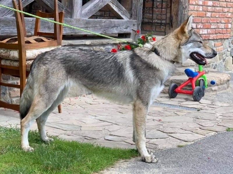Dog Photo