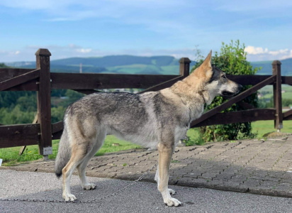 Dog Photo