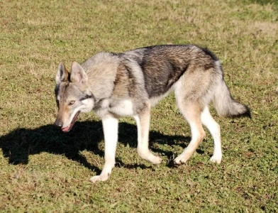 Dog Photo