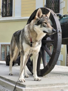 Dog Photo