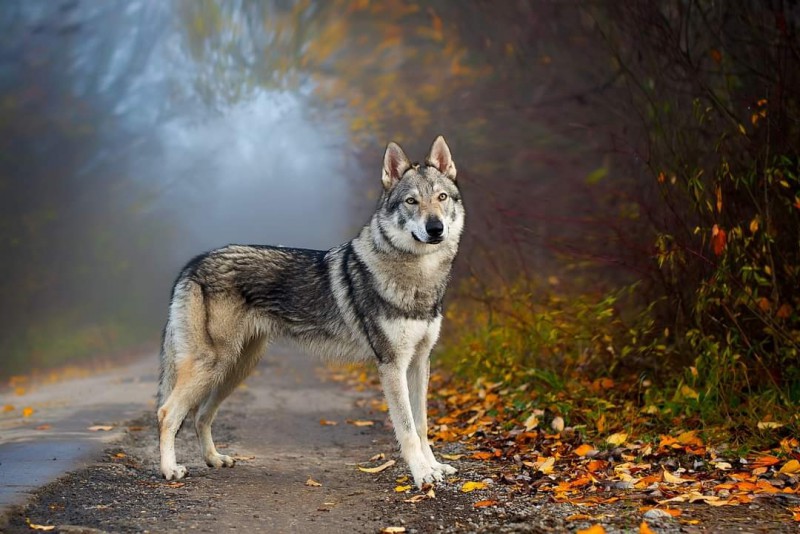 Dog Photo
