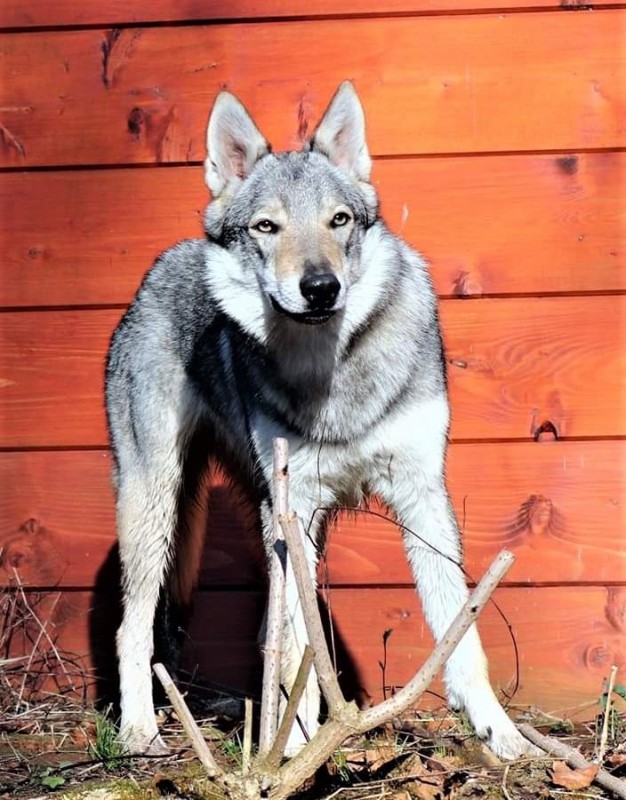 Dog Photo