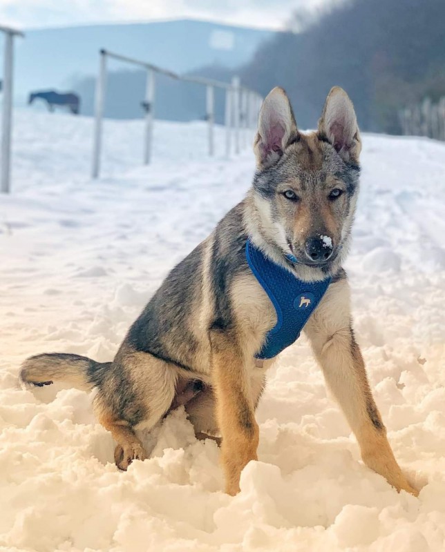Dog Photo