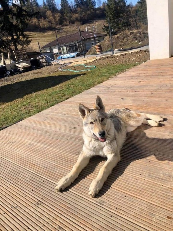 Dog Photo