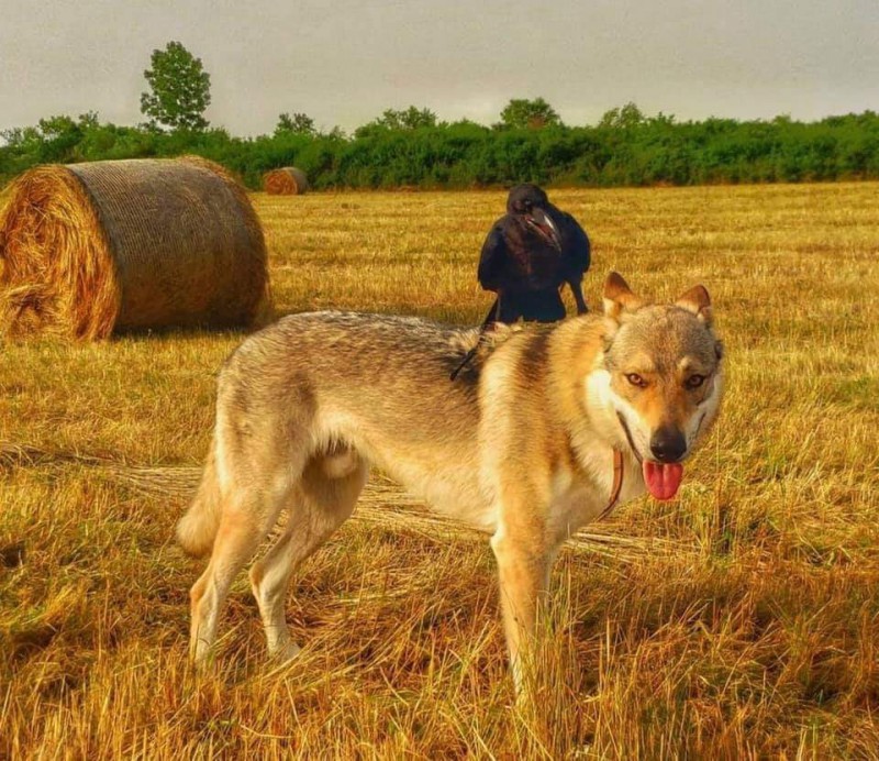 Dog Photo