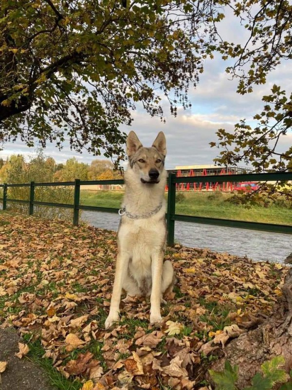 Dog Photo