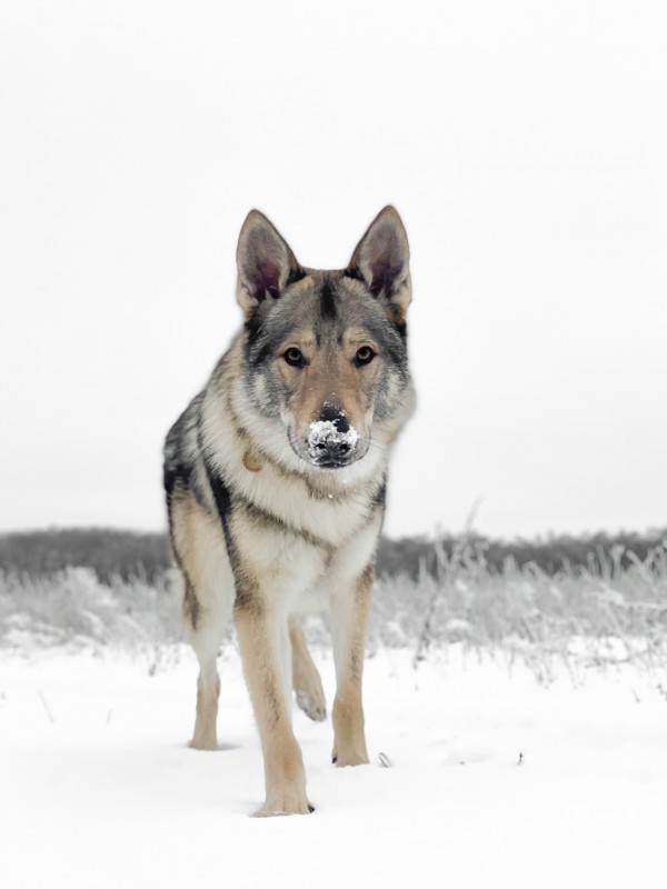 Dog Photo