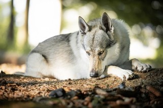 Dog Photo