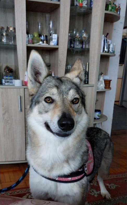 Dog Photo