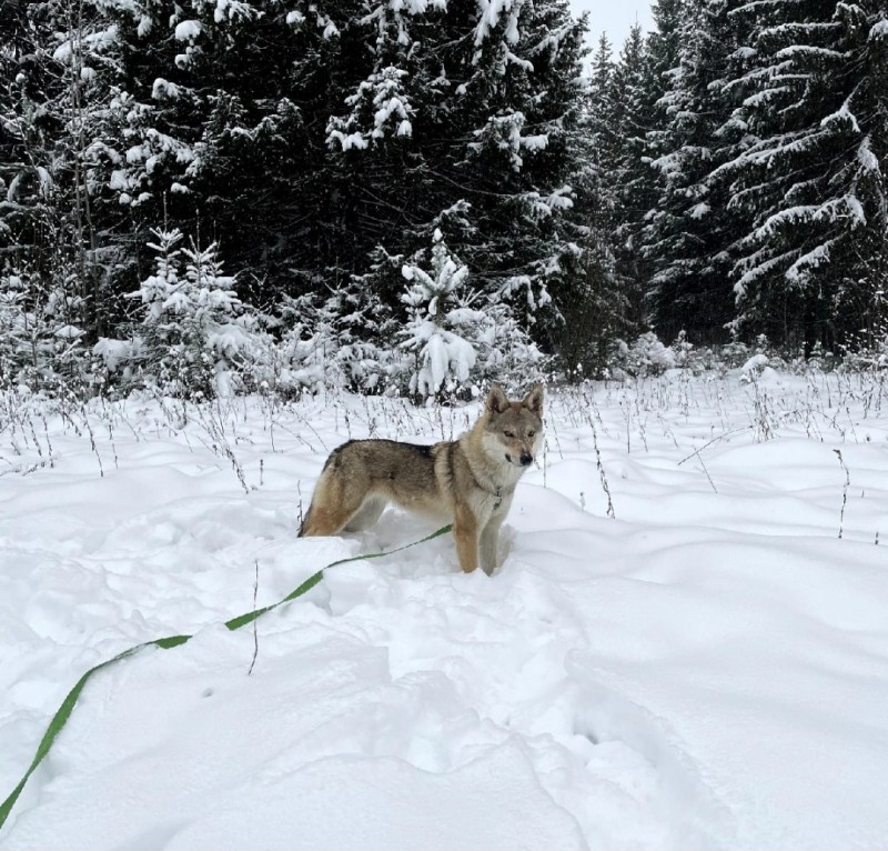 Dog Photo