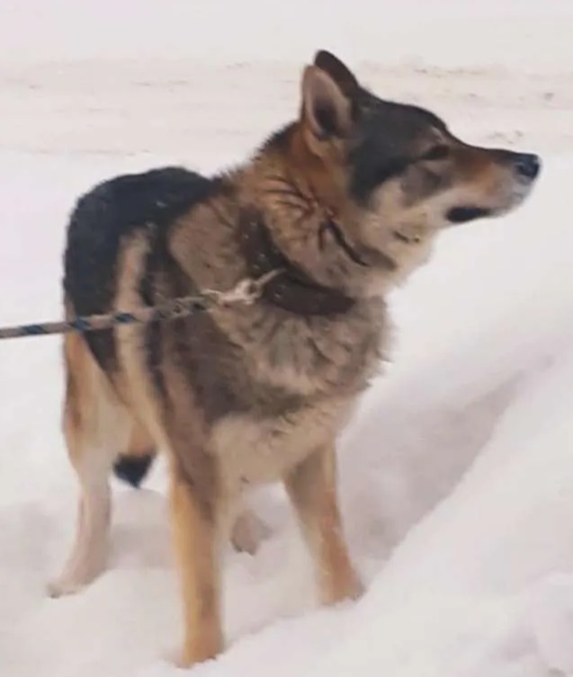 Dog Photo
