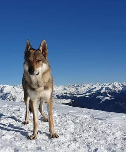 Dog Photo