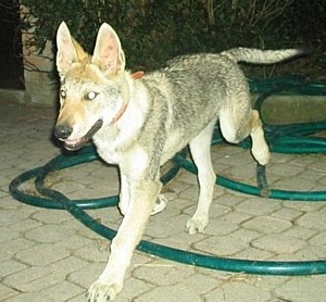 Dog Photo