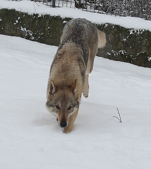 Dog Photo