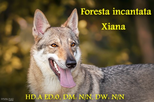 Dog Photo