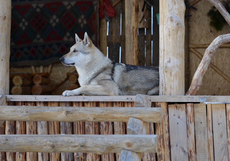 Dog Photo