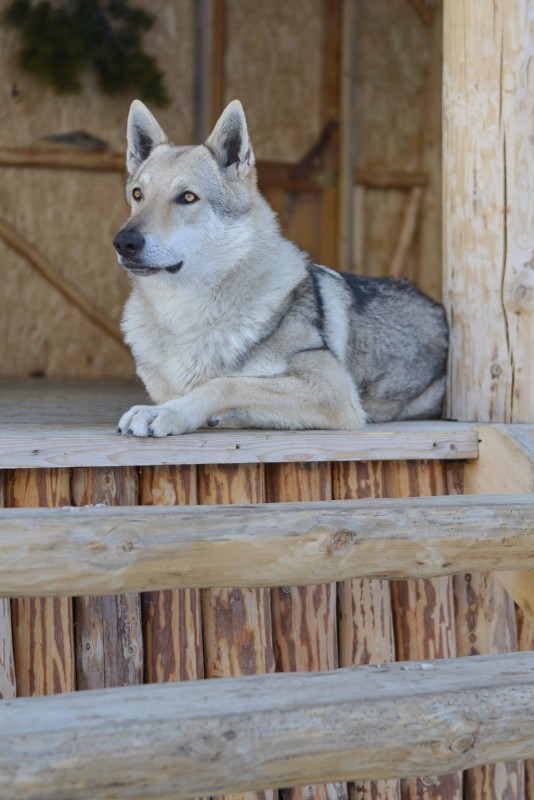 Dog Photo