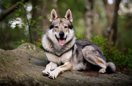 Dog Photo
