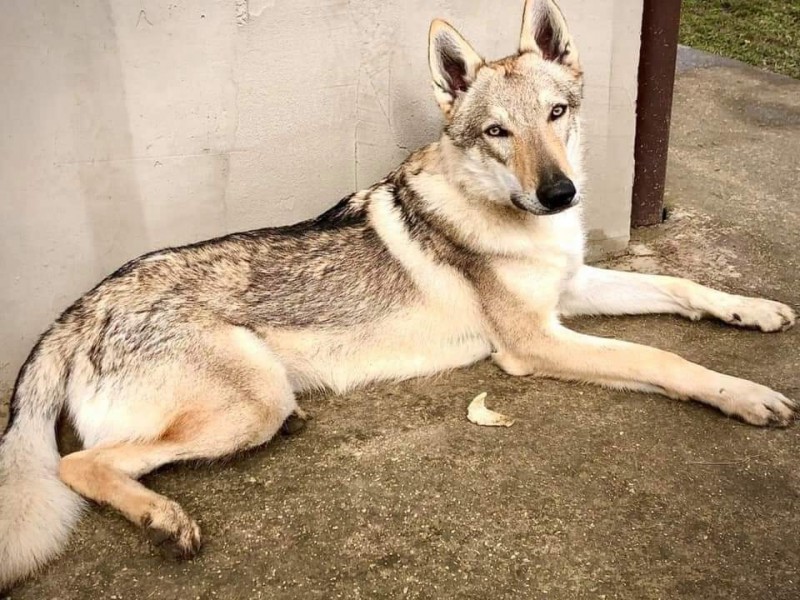 Dog Photo